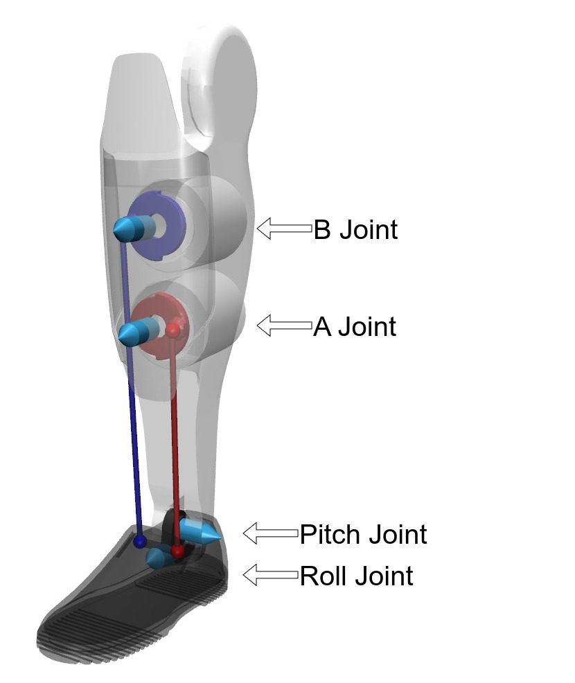 Ankle Joint Control